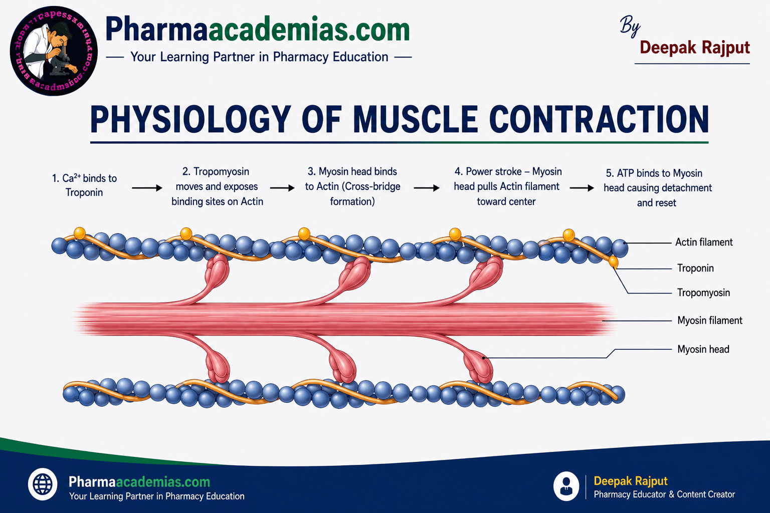Physiology of Muscle Contraction