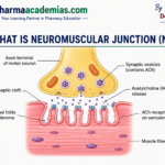 What is Neuromuscular Junction
