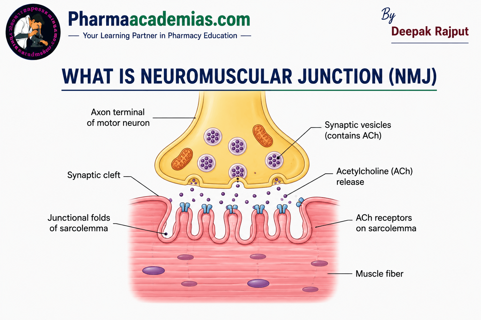 What is Neuromuscular Junction