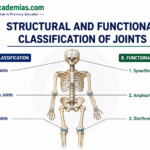 Structural and Functional Classification of Joints