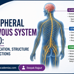 Peripheral Nervous System
