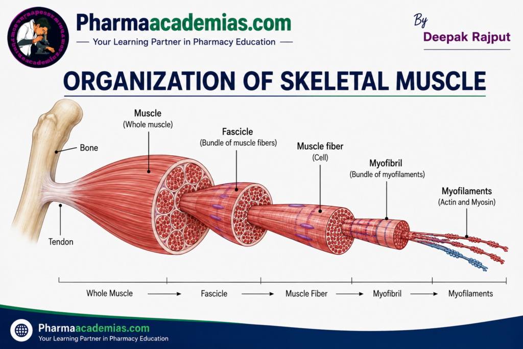 Organization of Skeletal Muscle