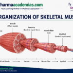 Organization of Skeletal Muscle