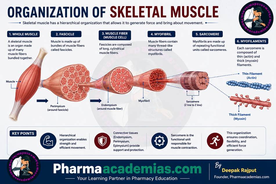 image 9 Organization of Skeletal Muscle