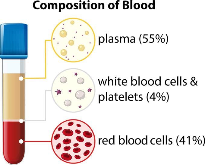 image Composition and Functions of Blood